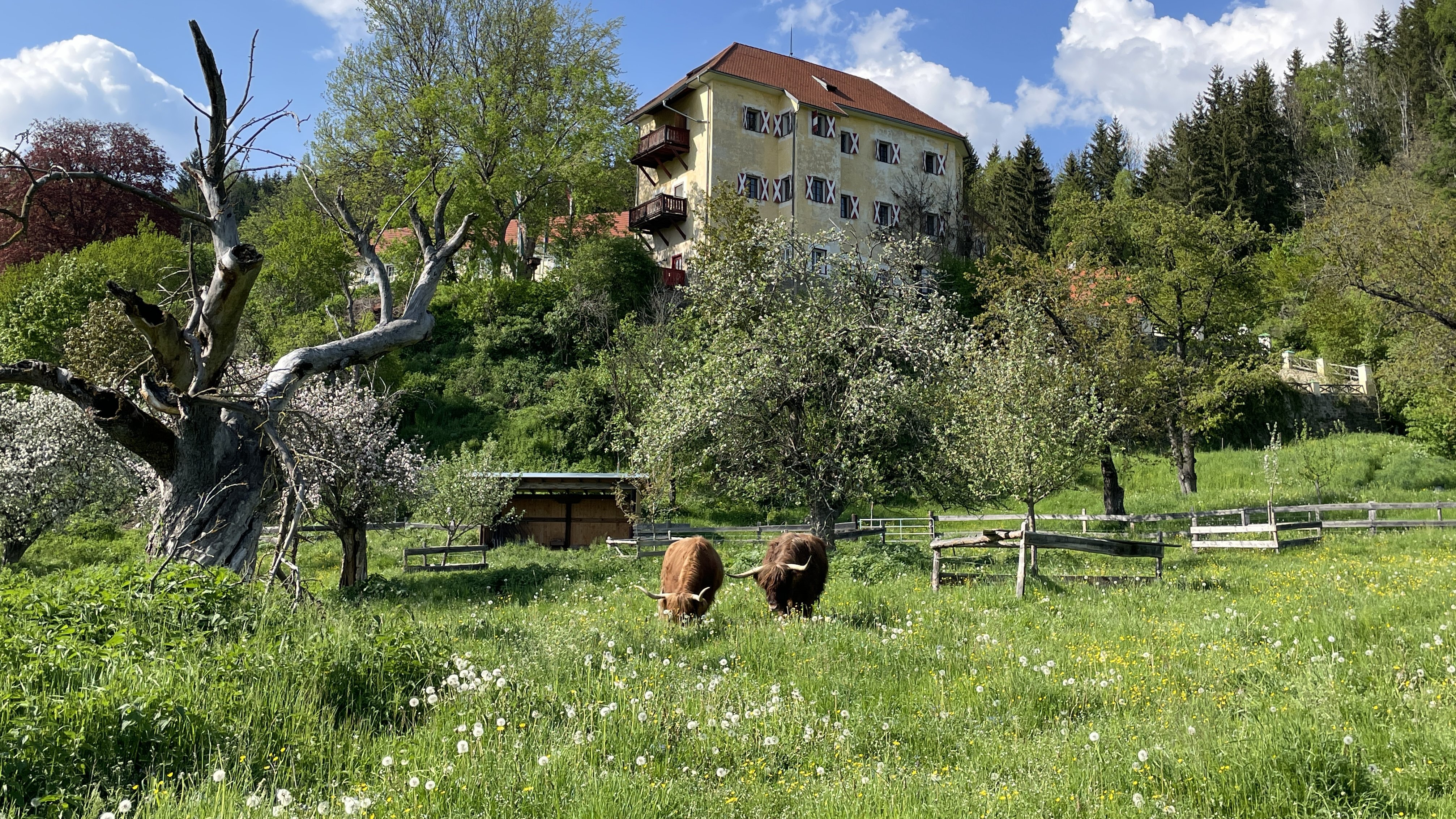 Idyllische Landhausidylle Ländliche Landschaft mit dem Hotel Landsitz Pichlschloss und grasenden Rindern auf einer grünen Wiese, umgeben von Bäumen.