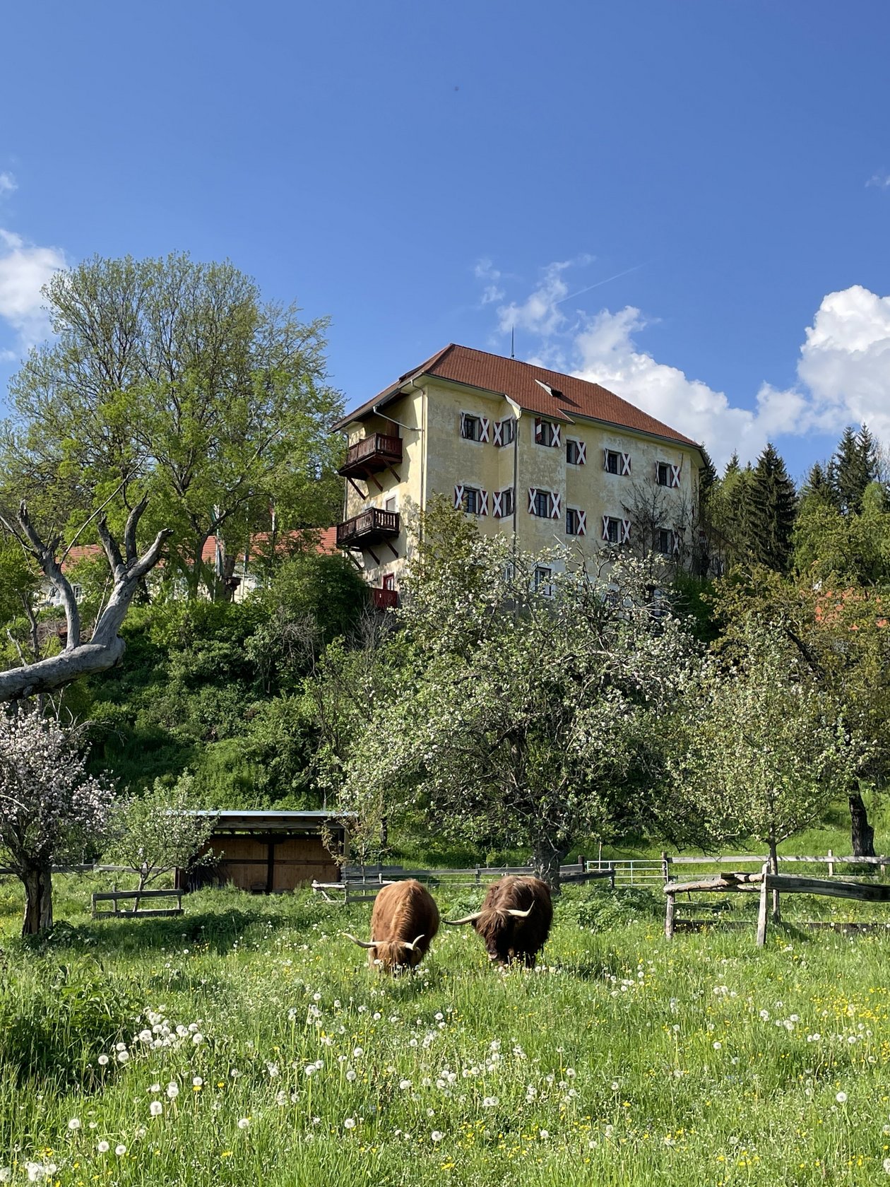 Idyllische Landhausidylle Ländliche Landschaft mit dem Hotel Landsitz Pichlschloss und grasenden Rindern auf einer grünen Wiese, umgeben von Bäumen.