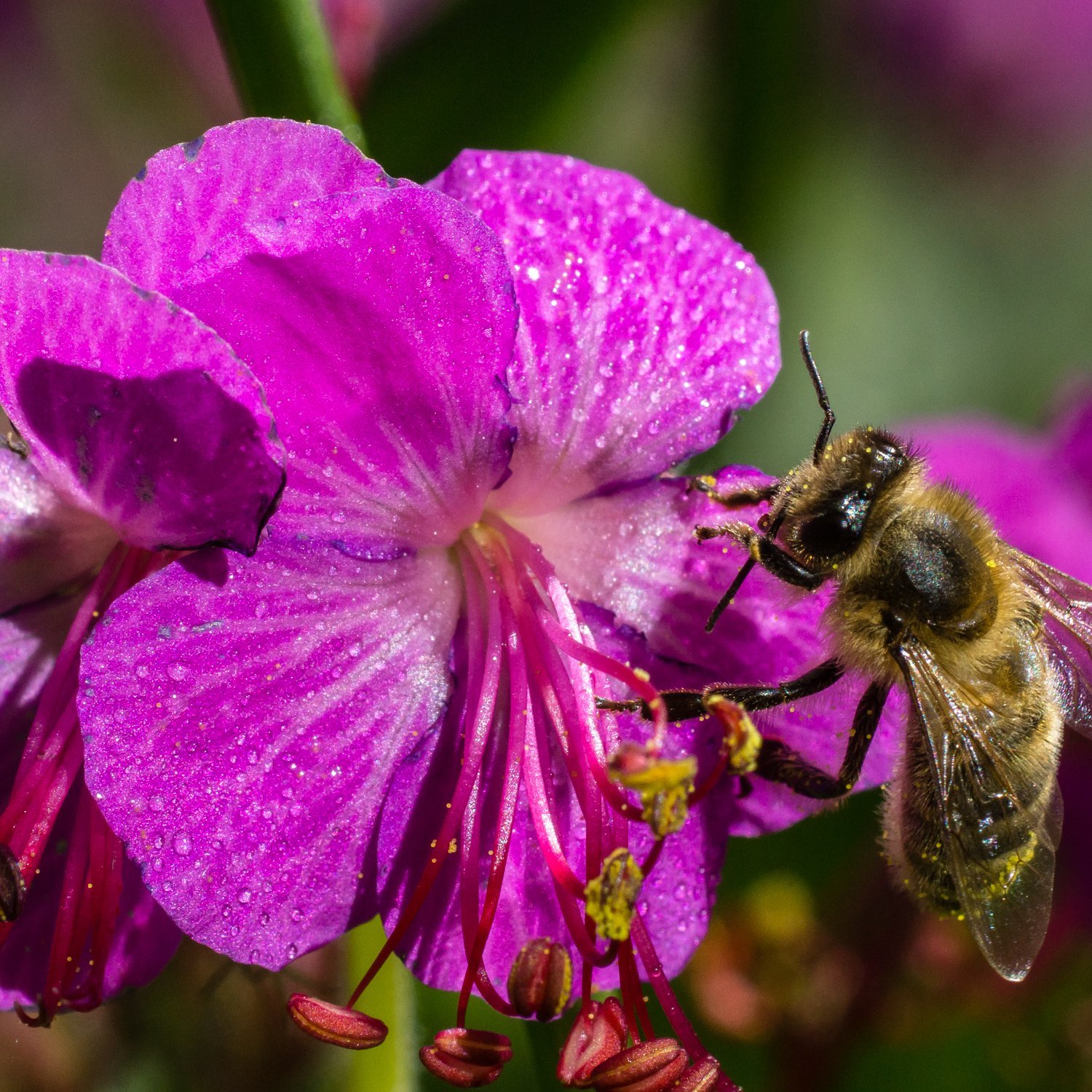 Biene bei der Bestäubung Nahaufnahme einer Biene, die mit einer lila Blume interagiert und Pollen sammelt.