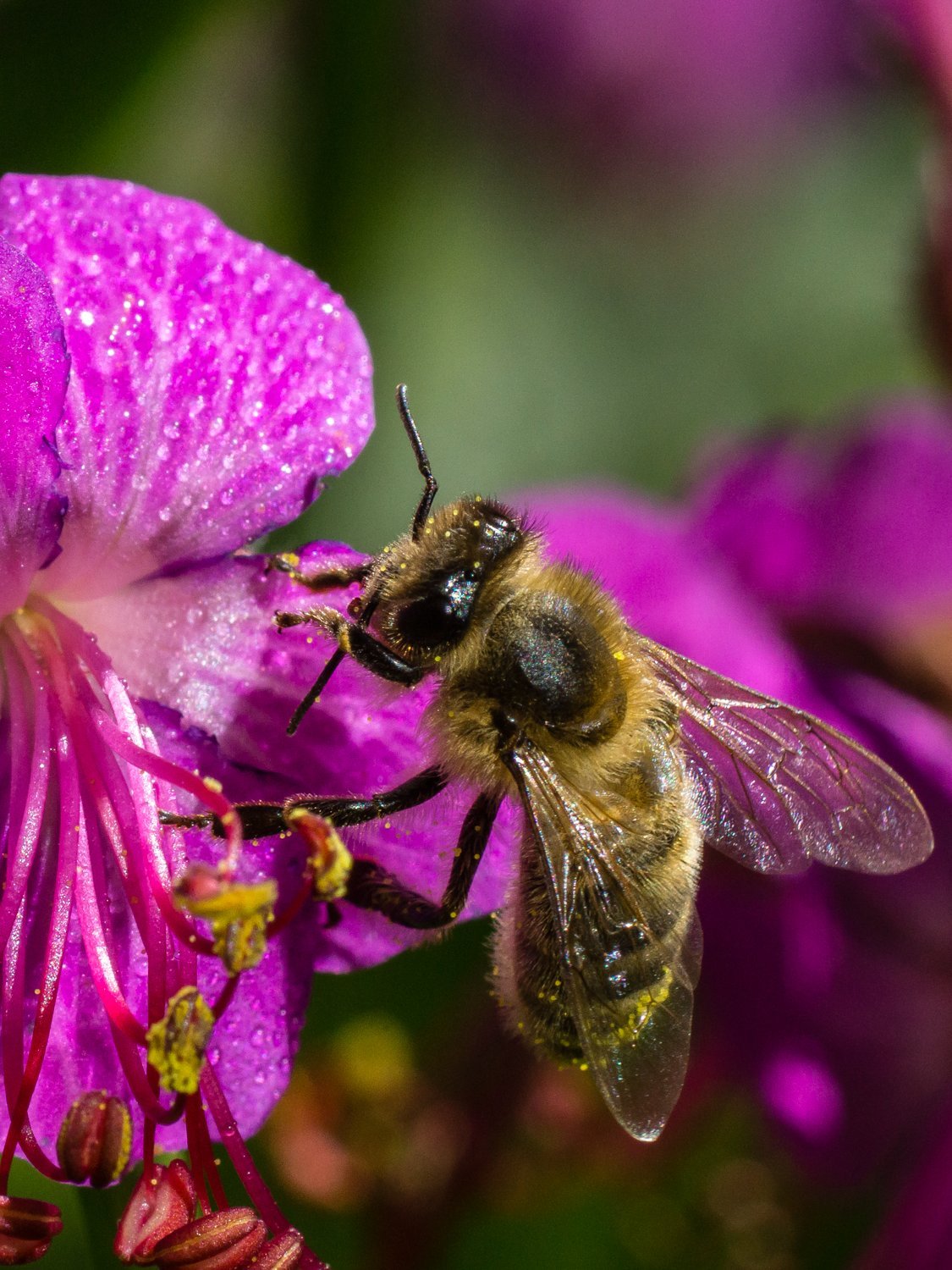 Nahaufnahme einer Biene, die mit einer lila Blume interagiert und Pollen sammelt.