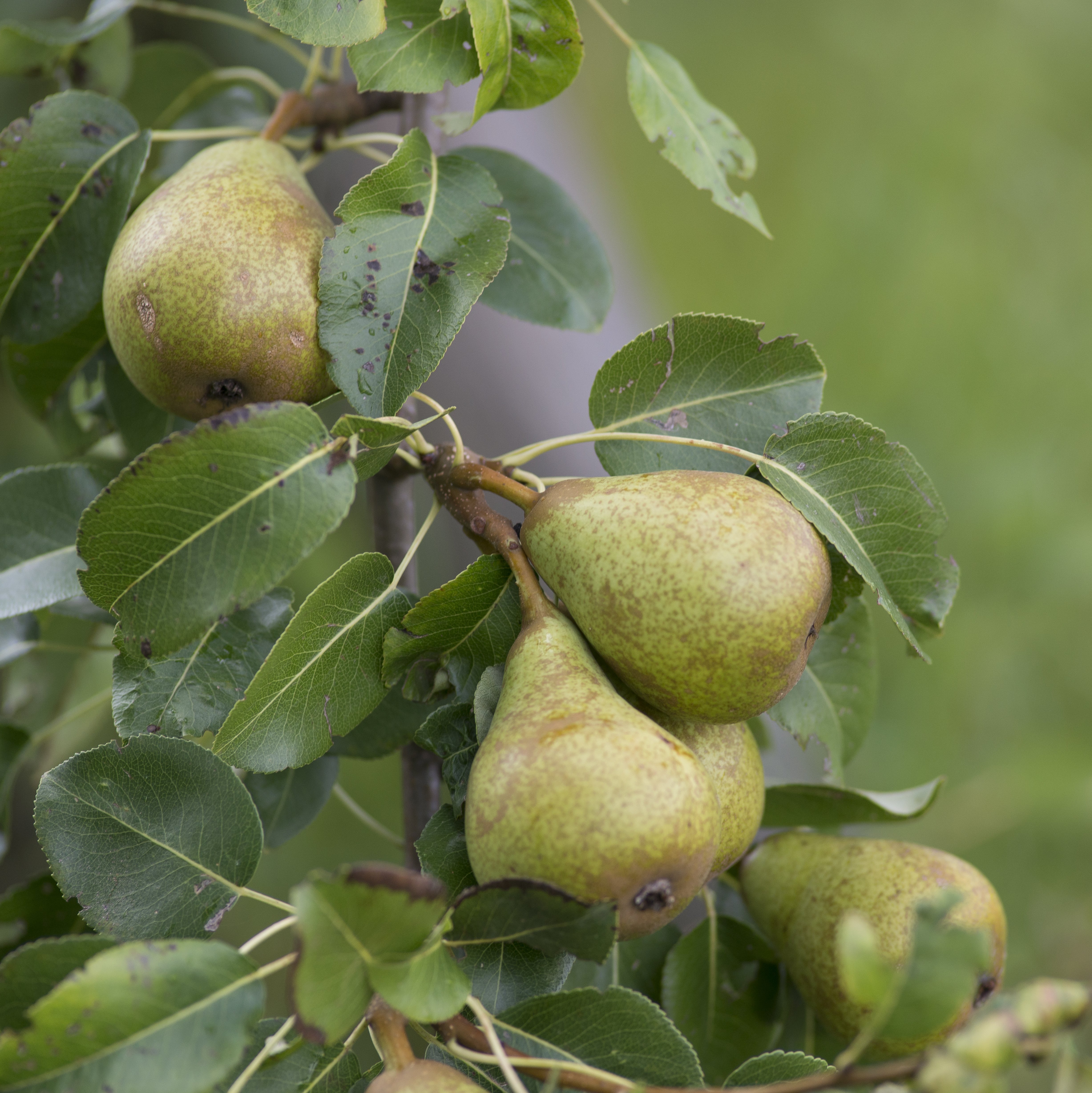 Eine Ansammlung grüner Birnen hängt an einem Ast, umgeben von grünen Blättern in einem Obstgarten.