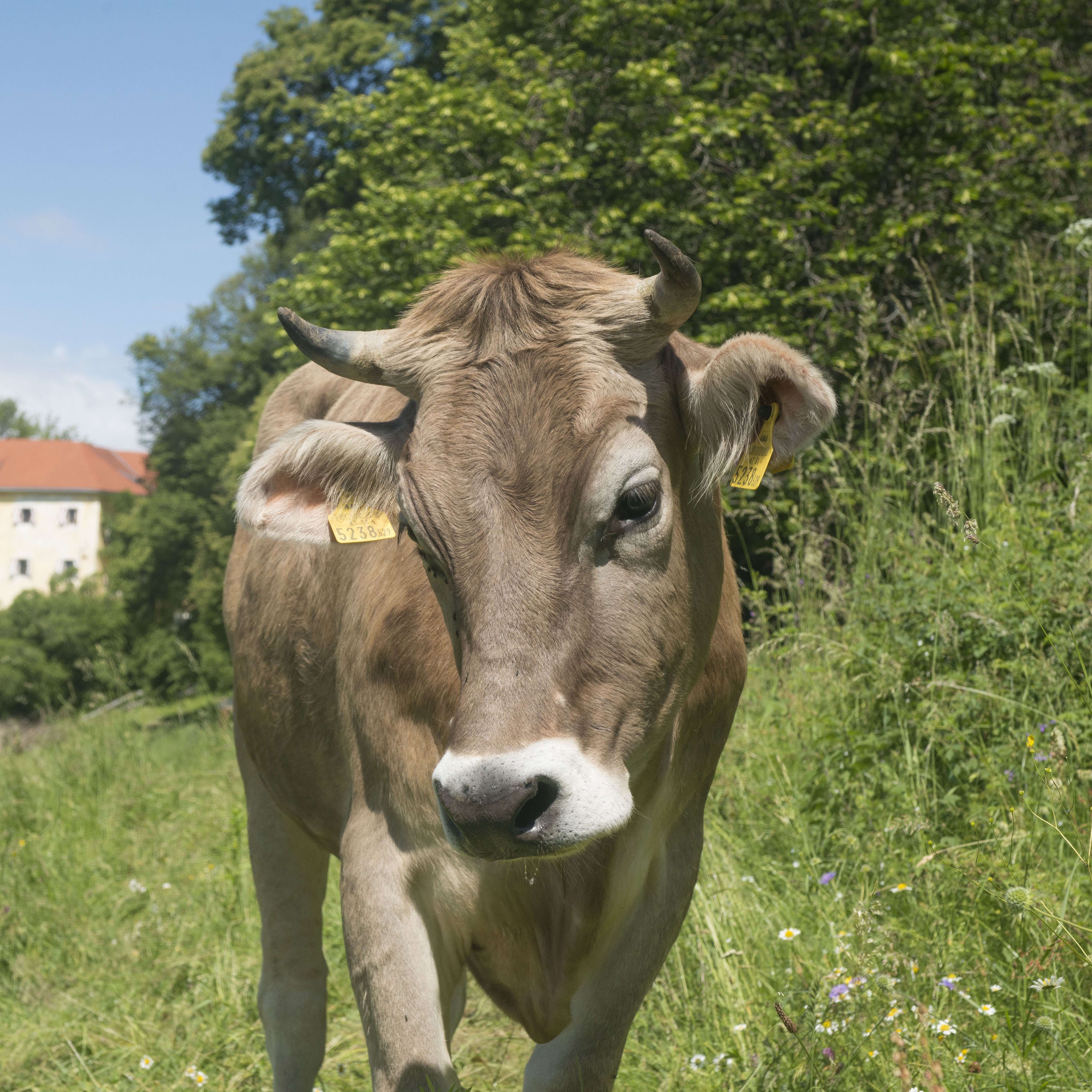 Braune Kuh auf einer Wiese mit einem Gebäude im Hintergrund in ländlicher Umgebung