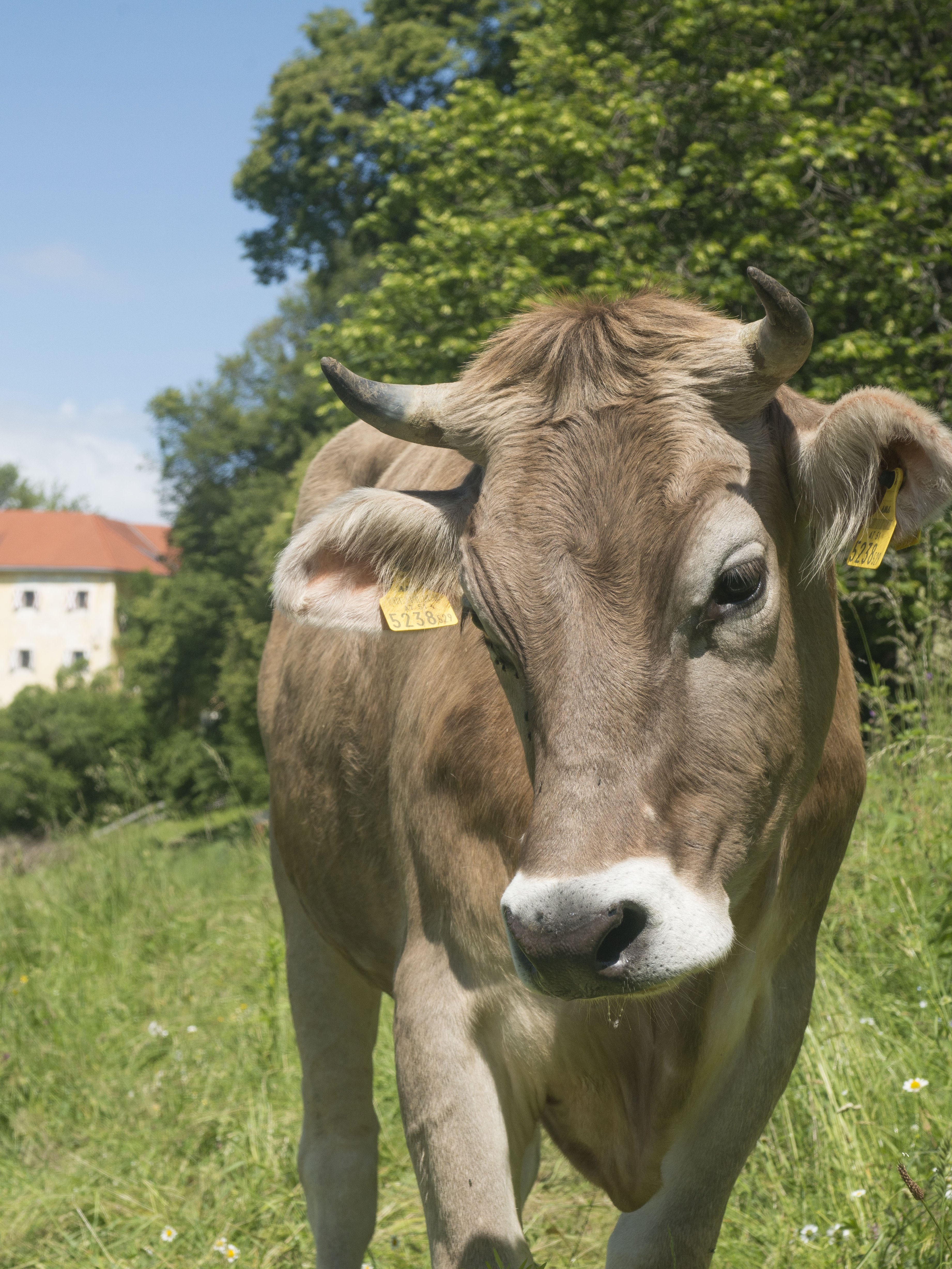 Ruhige ländliche Idylle Braune Kuh auf einer Wiese mit einem Gebäude im Hintergrund in ländlicher Umgebung
