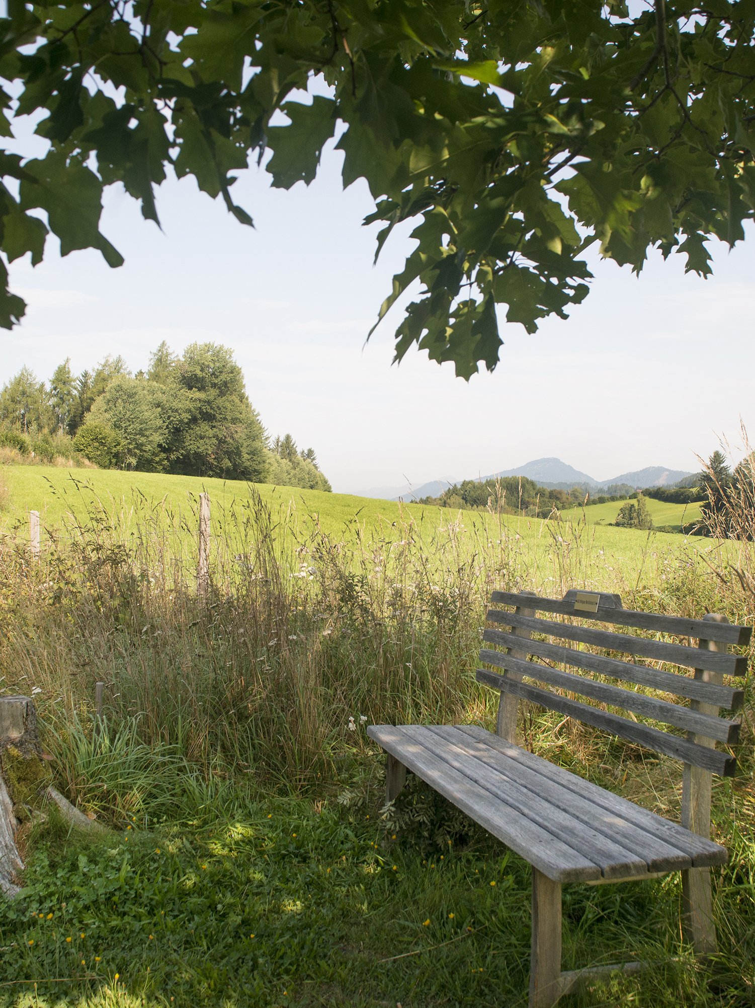 Holzbank im Grünen, umgeben von Bäumen und sanften Hügeln im Hintergrund, entspannende Landschaft.