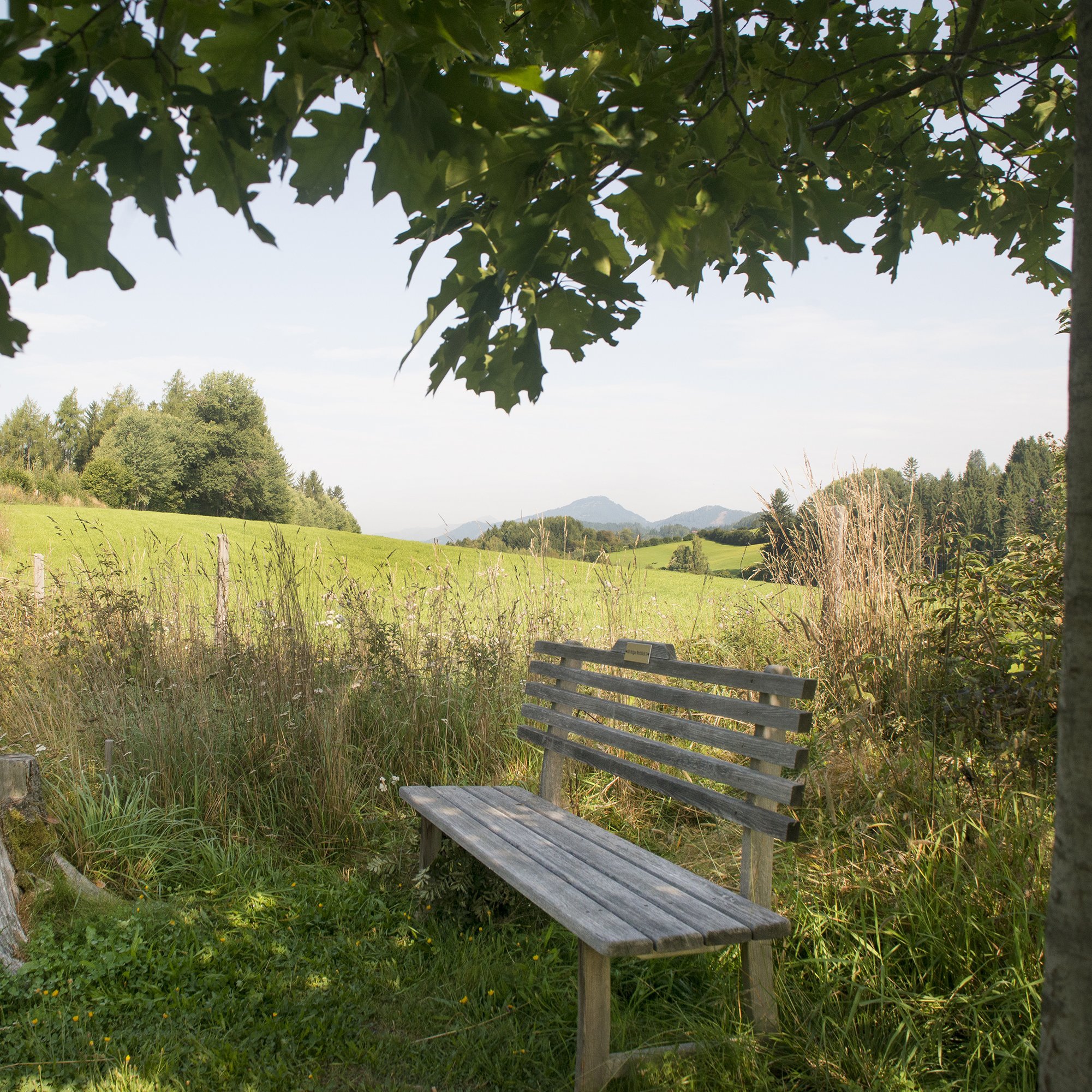 Ruhiger Ausblick auf die Natur Holzbank im Grünen, umgeben von Bäumen und sanften Hügeln im Hintergrund, entspannende Landschaft.