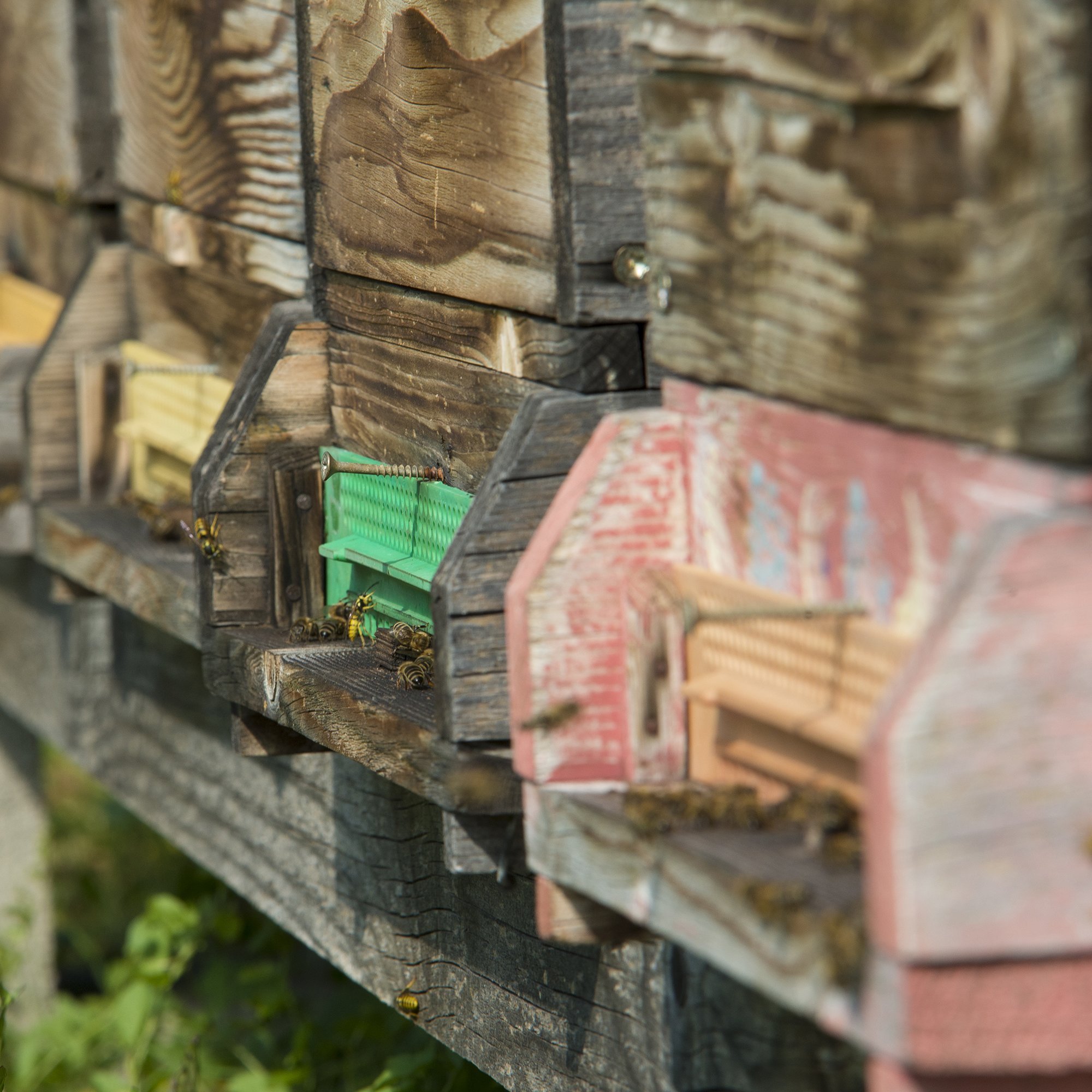 Bienenstöcke in voller Aktion Eine Reihe von bunten Bienenstöcken mit Bienen am Eingang und Ausgang. Es sind viele Insekten sichtbar.