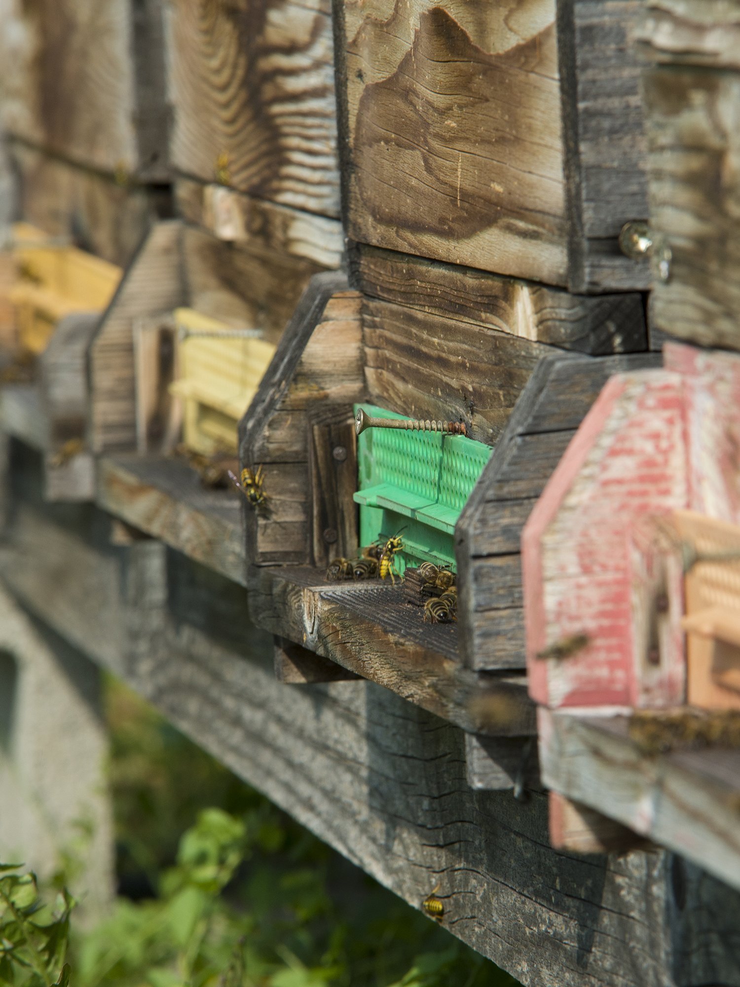 Eine Reihe von bunten Bienenstöcken mit Bienen am Eingang und Ausgang. Es sind viele Insekten sichtbar.