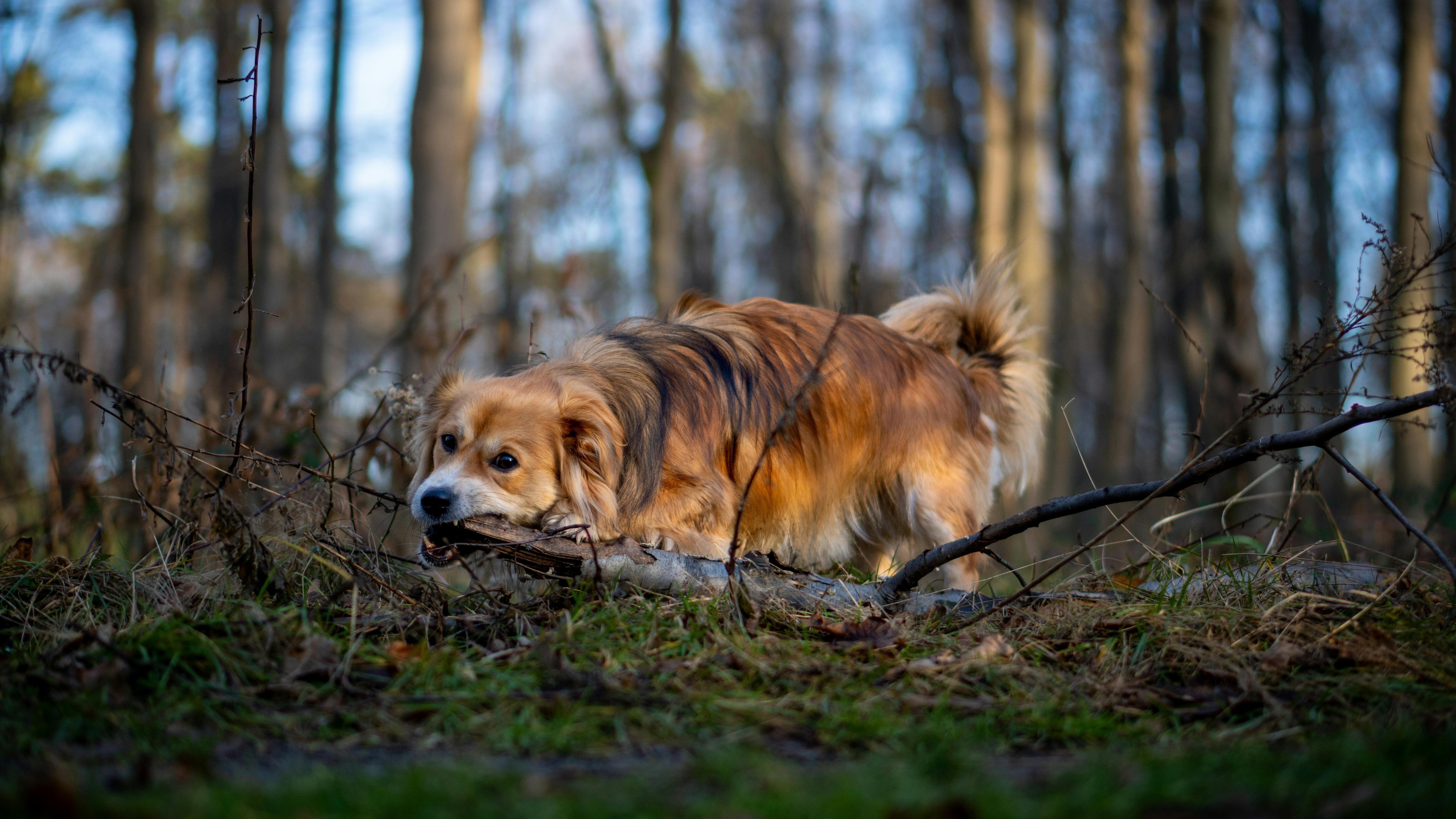 Ein Hund spielt im Wald und nagt an einem Stock, umgeben von Bäumen und Grasflächen.