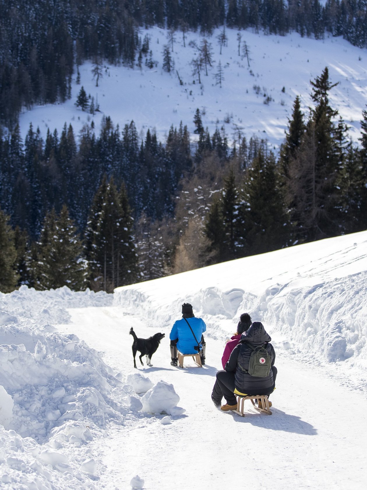 Zwei Personen auf einem Schlitten mit einem Hund in verschneiter Landschaft umgeben von Bäumen und Bergen
