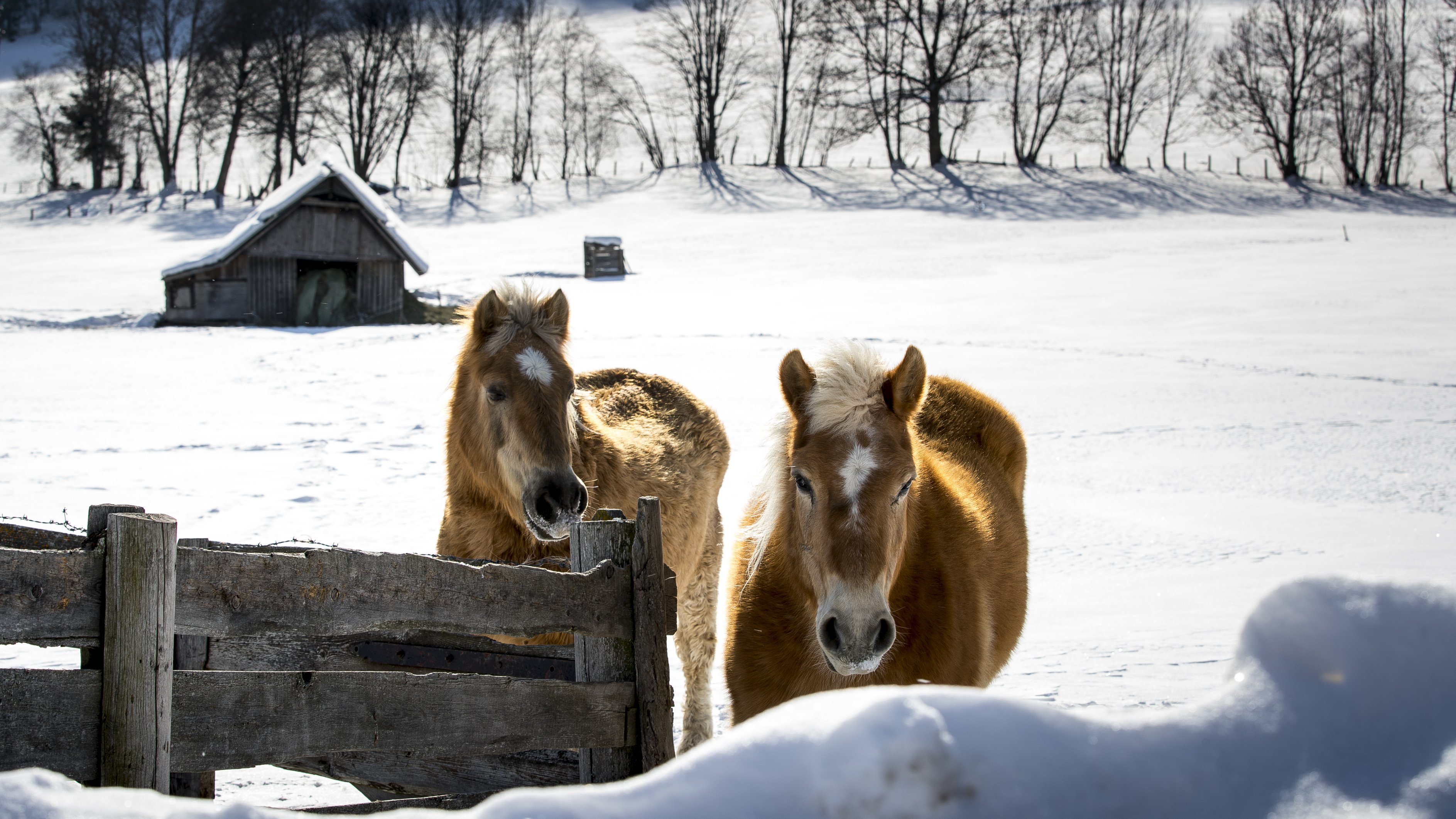 Zwei Pferde stehen an einem Holzzaun in einer verschneiten Landschaft mit einem kleinen Schuppen und Bäumen im Hintergrund.
