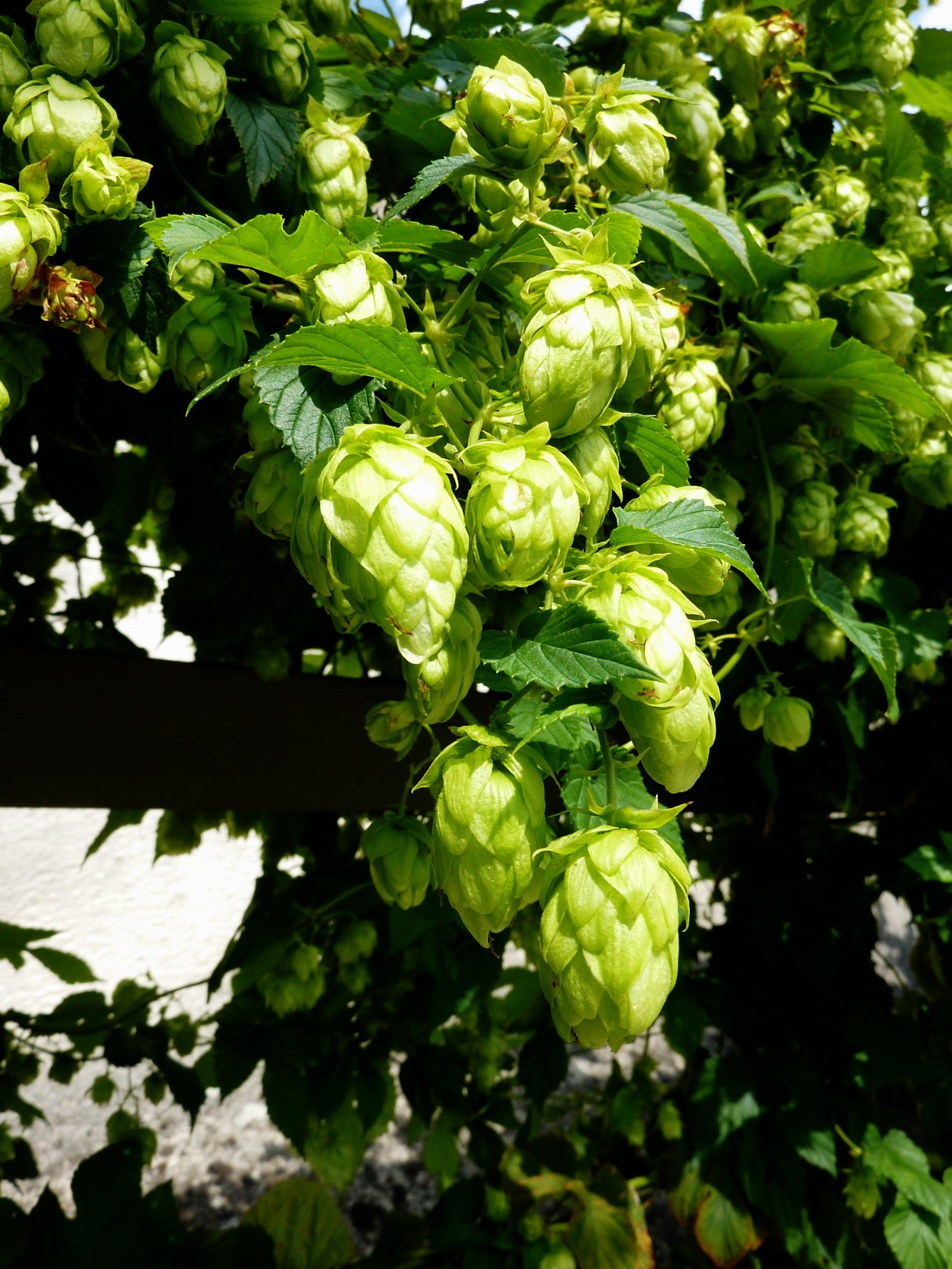 Frische Hopfenblüten ernten Nahaufnahme von Hopfenzapfen an einer Pflanze mit grünem Blattwerk im Hintergrund.