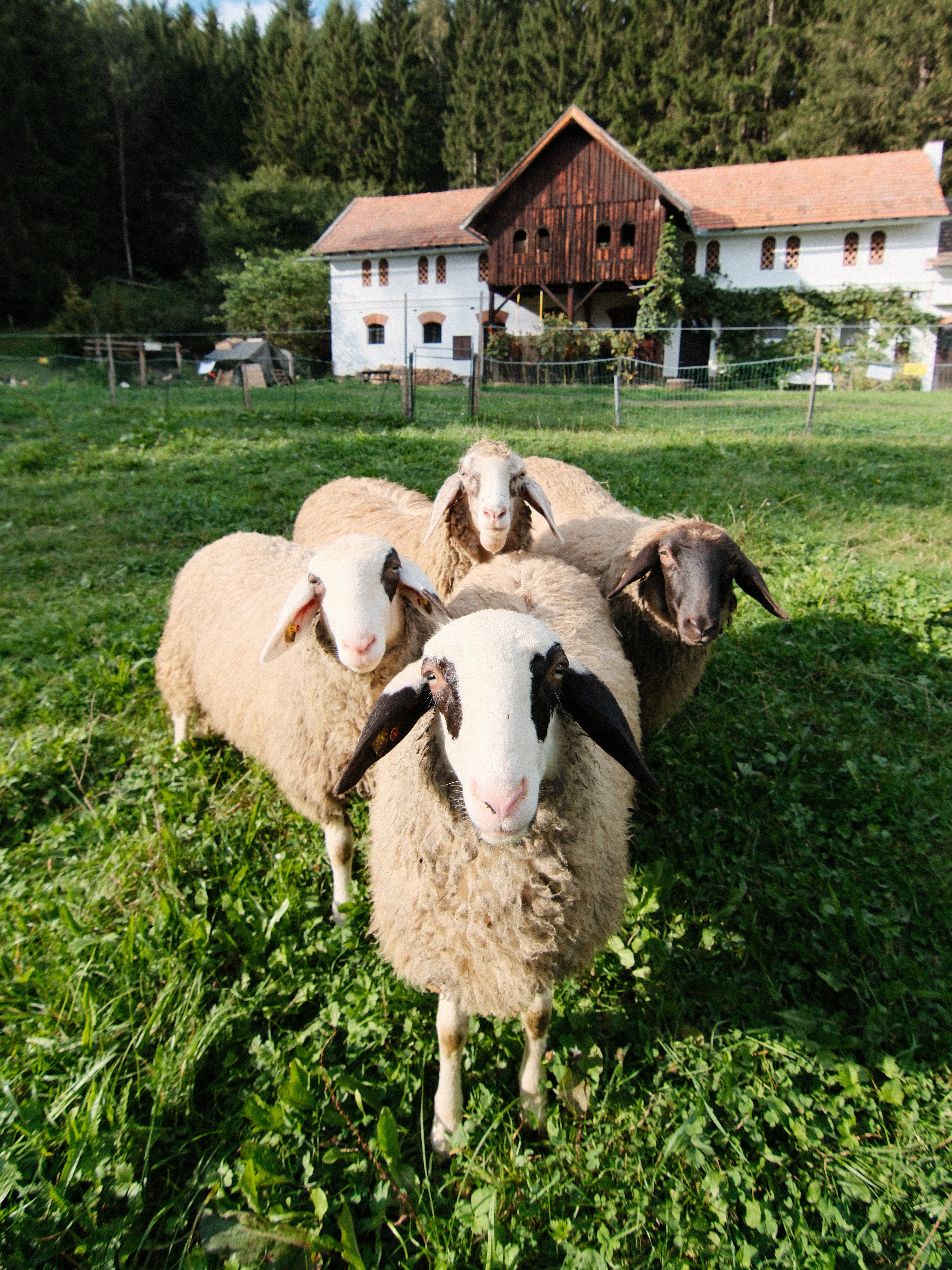 Schafe auf der Wiese Vier Schafe stehen auf einer grünen Wiese mit einem Bauernhaus im Hintergrund und umgeben von Bäumen.