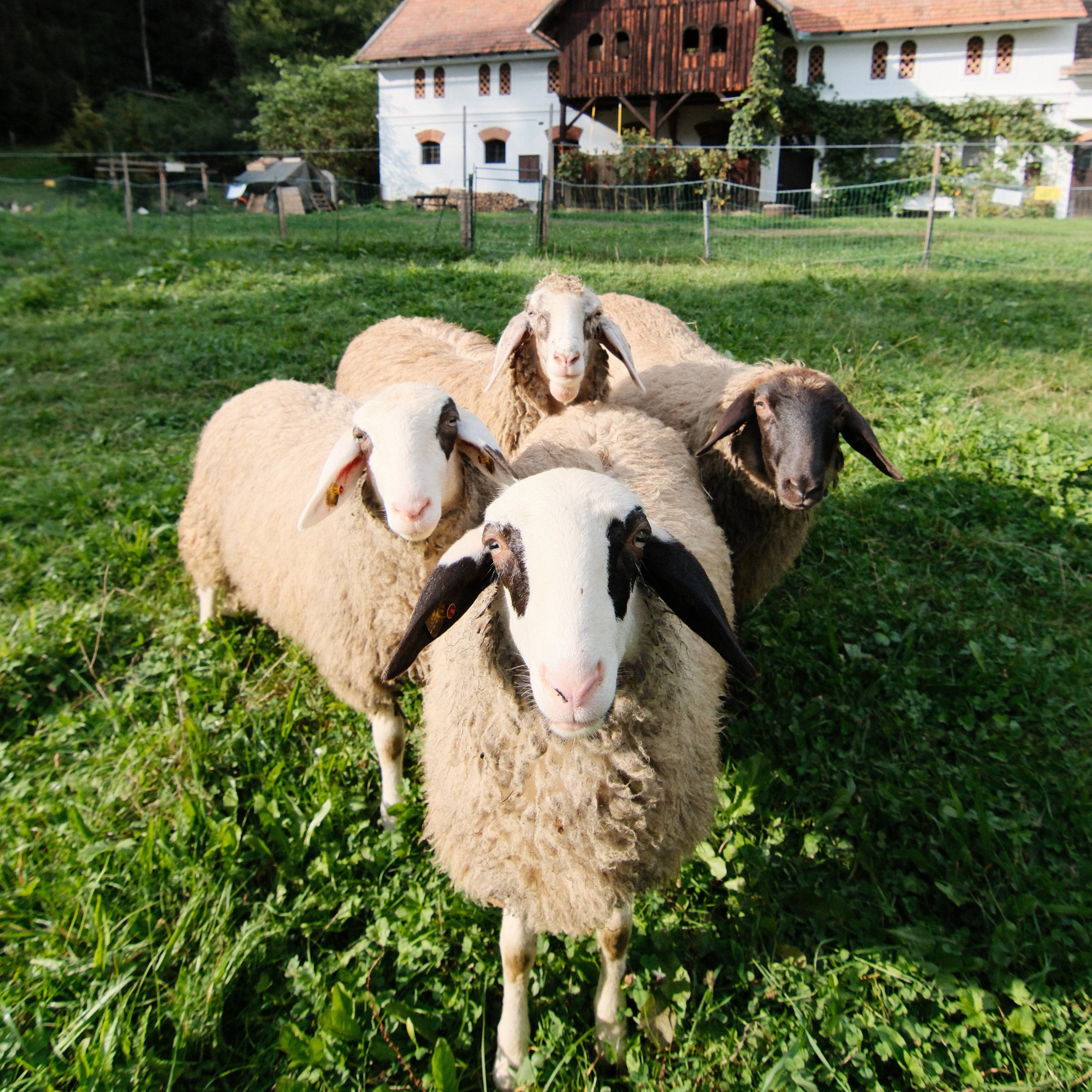 Schafe auf der Wiese Vier Schafe stehen auf einer grünen Wiese mit einem Bauernhaus im Hintergrund und umgeben von Bäumen.