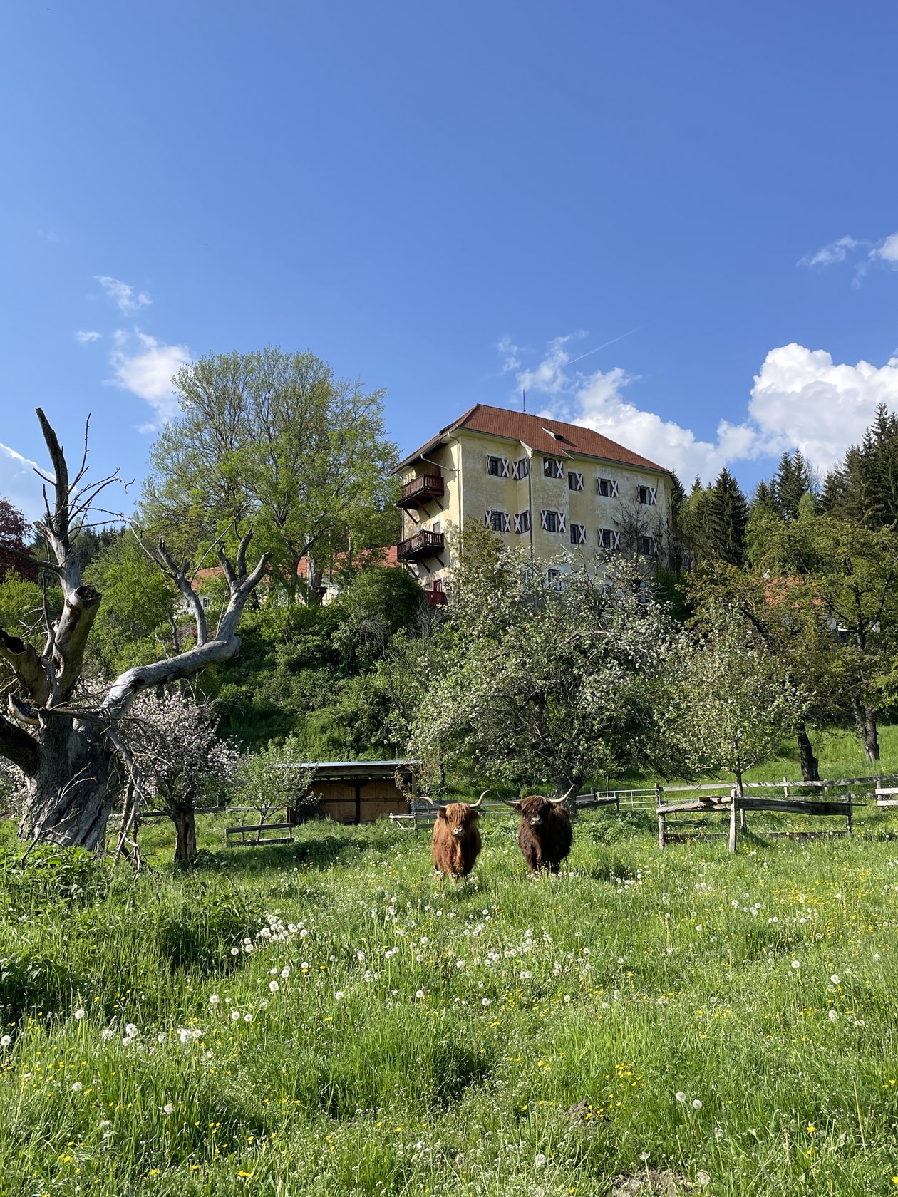 Landschaft mit dem Hotel Landsitz Pichlschloss im Hintergrund und grasenden Hochlandrindern und blühenden Bäumen in der Natur.