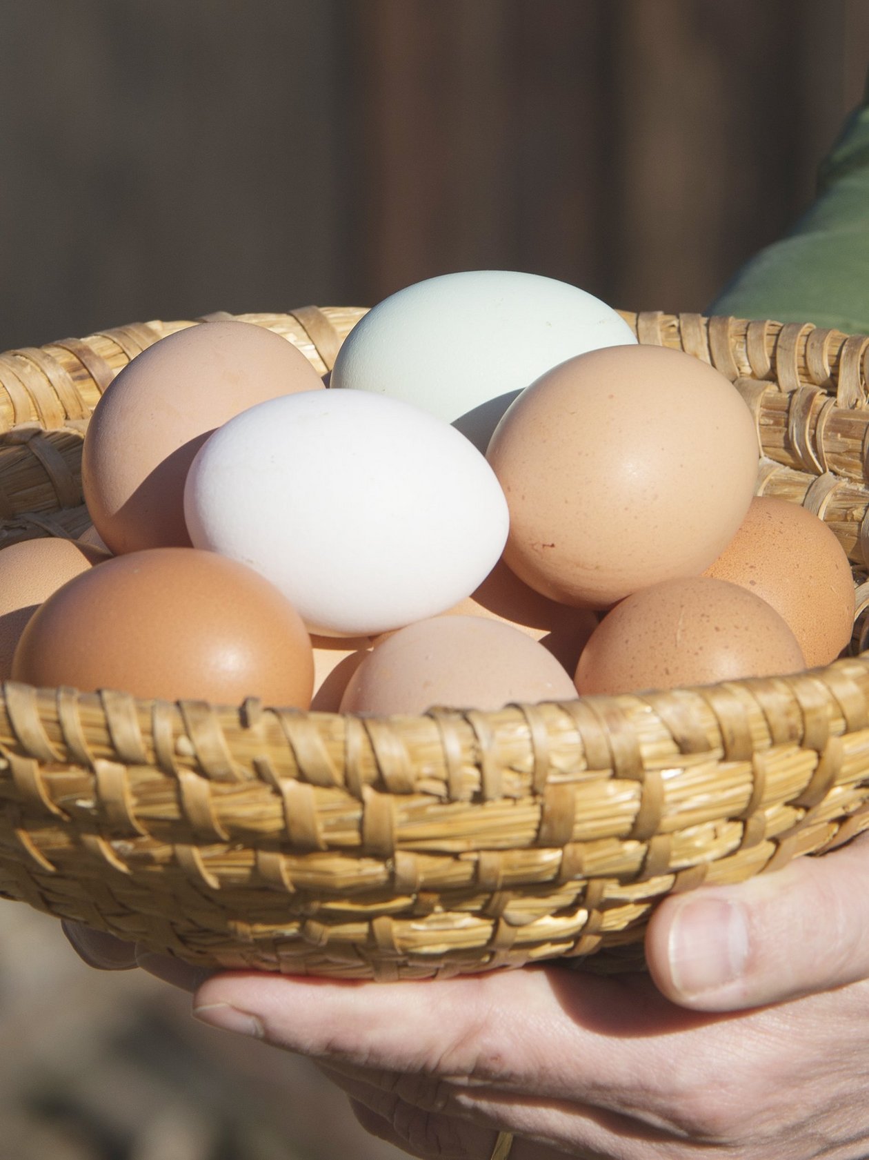 Frische Eier aus biologischer Landwirtschaft Person hält einen geflochtenen Korb voller bunter Eier in den Händen. Ein ruhiger Hintergrund mit natürlicher Umgebung.