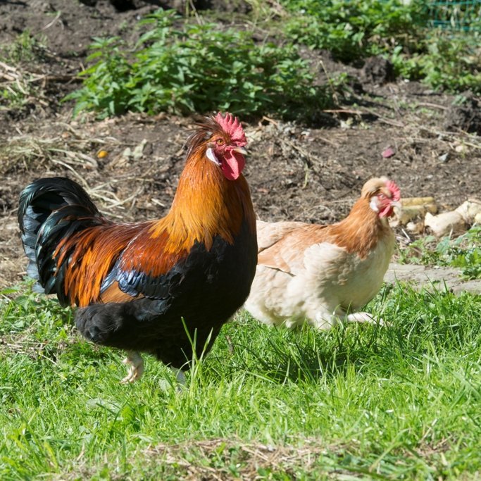 Lebendige Tierwelt auf der Wiese Ein Hahn und eine Henne laufen auf grünem Gras in ländlicher Umgebung, umgeben von Natur.