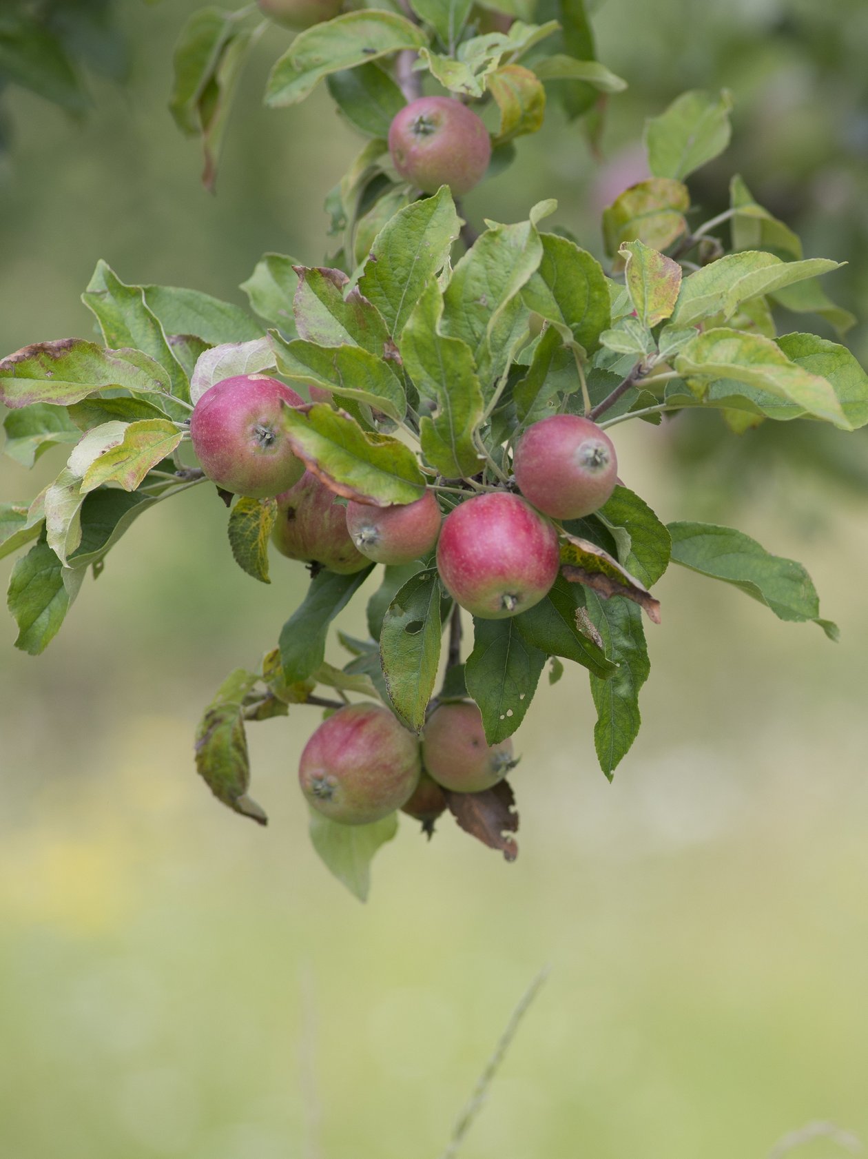 Fruchtige Ernte im Apfelbaum Ein Ast mit reifen Äpfeln und grünen Blättern an einem Apfelbaum in der Natur im Obstgarten.