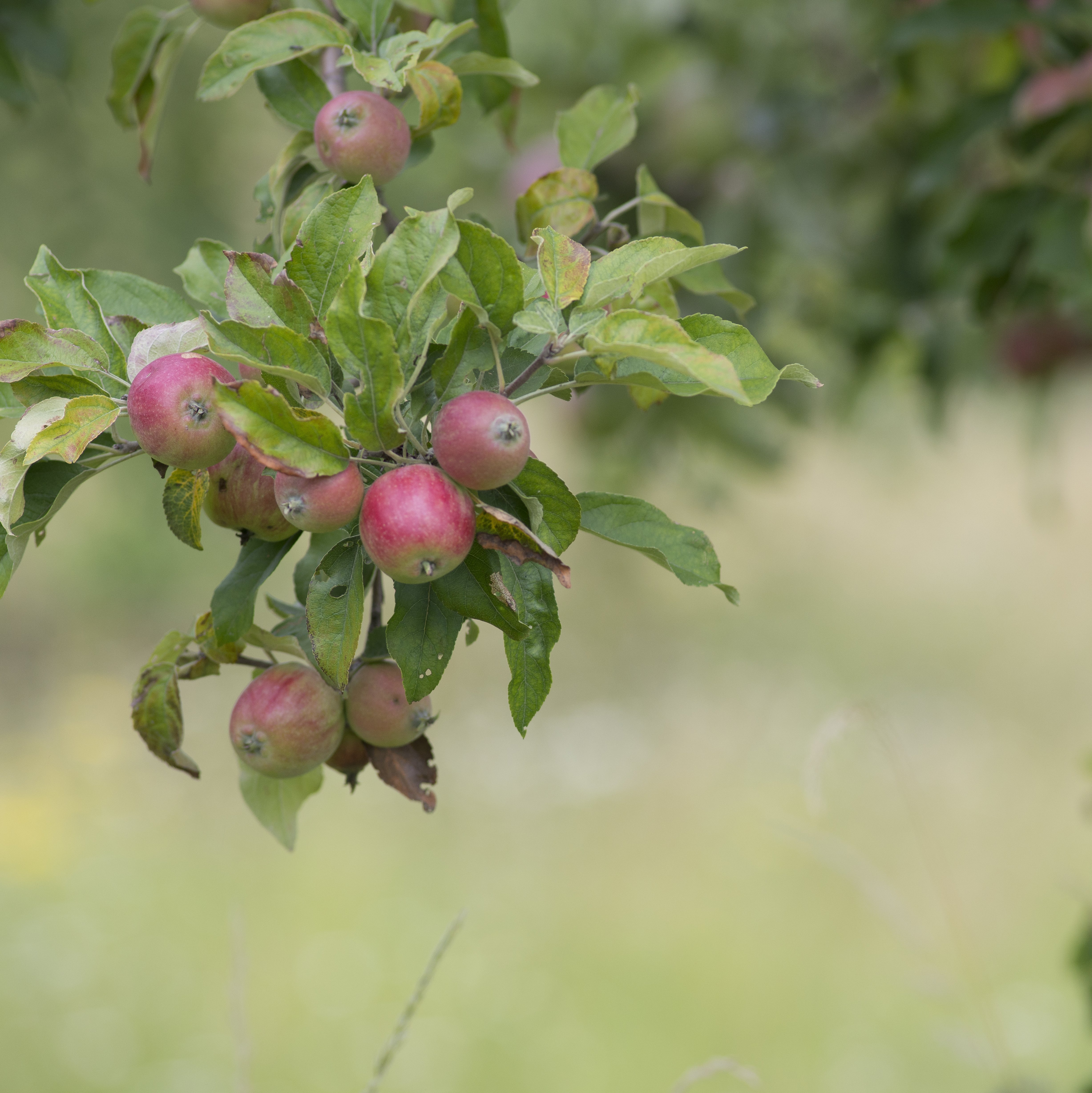 Ein Ast mit reifen Äpfeln und grünen Blättern an einem Apfelbaum in der Natur im Obstgarten.