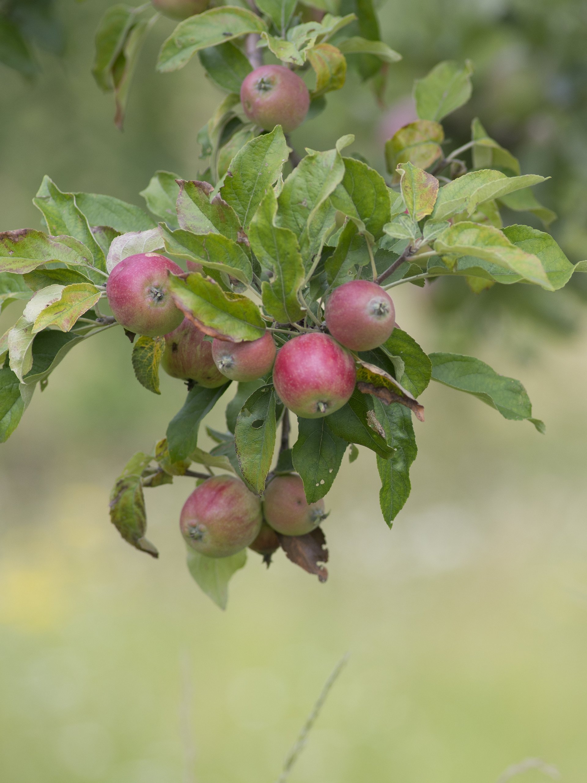 Ein Ast mit reifen Äpfeln und grünen Blättern an einem Apfelbaum in der Natur im Obstgarten.