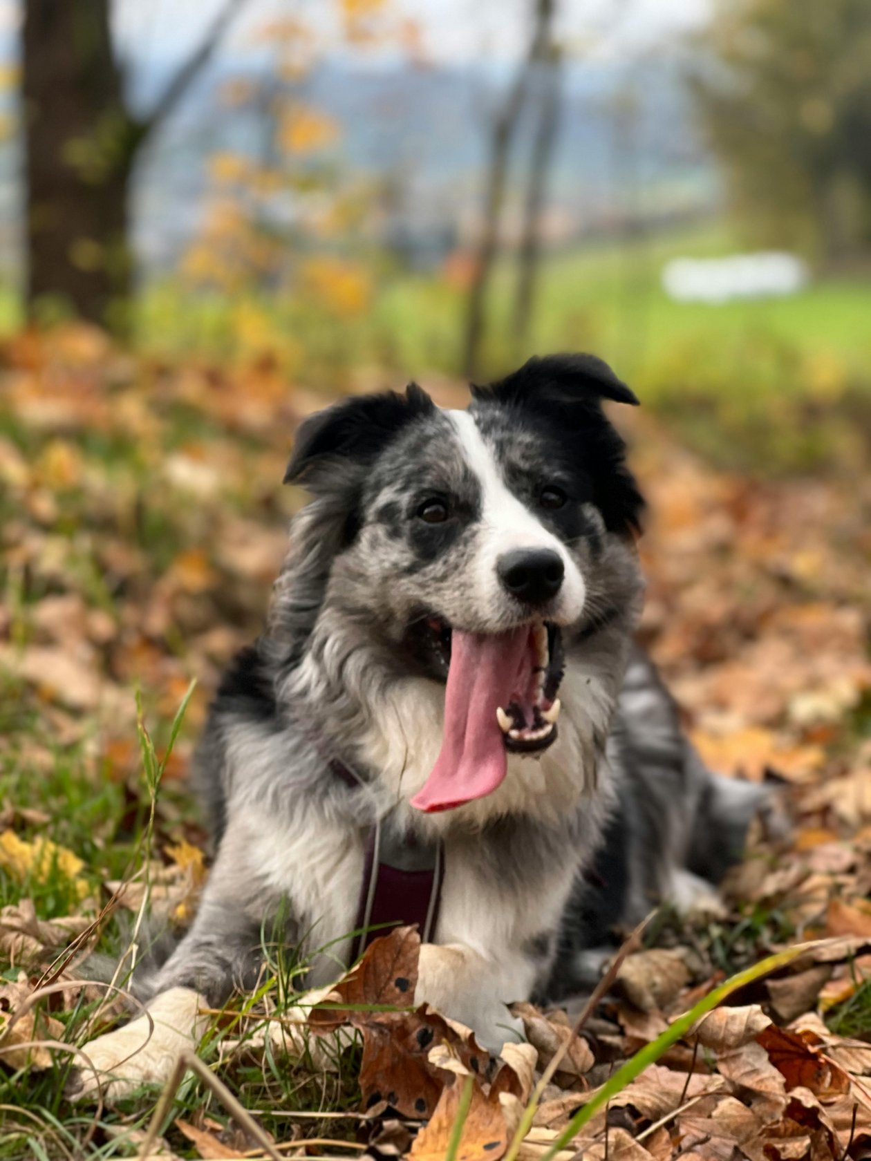 Border Collie liegt auf einem Blätterteppich in der Natur während des Herbstes, umgeben von Bäumen.