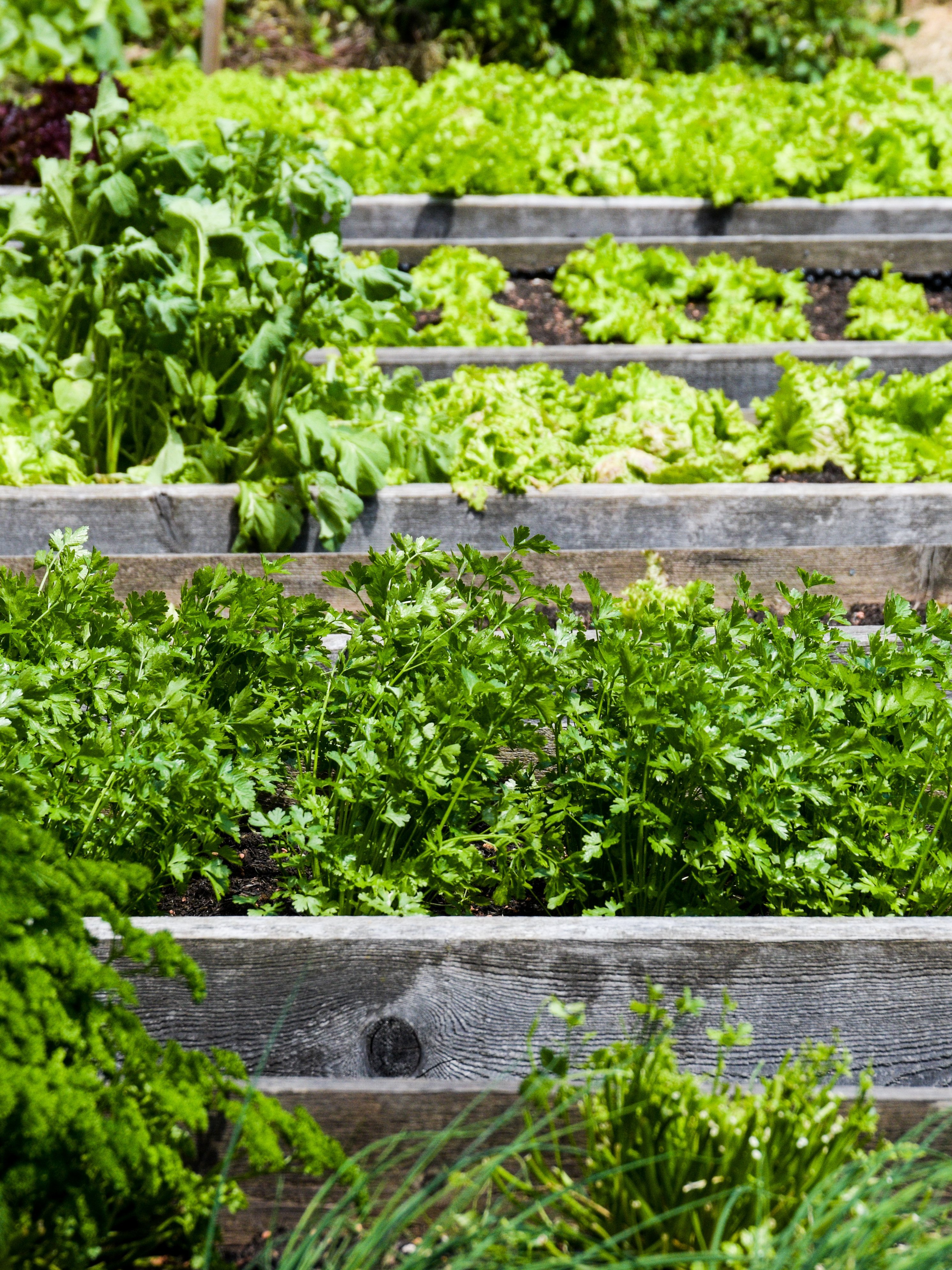 Hochbeete mit verschiedenen Blattgemüsen und Kräutern in einem Garten angelegt für biologischen Anbau