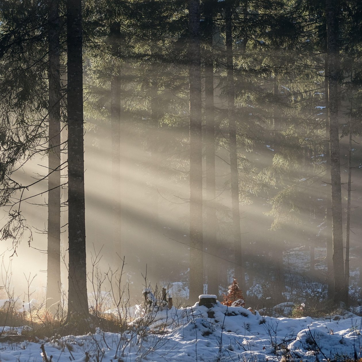 Lichtspiele im Winterwald Winterliche Waldszene mit Sonnenstrahlen, die durch hohe Bäume fallen und den Schnee beleuchten.