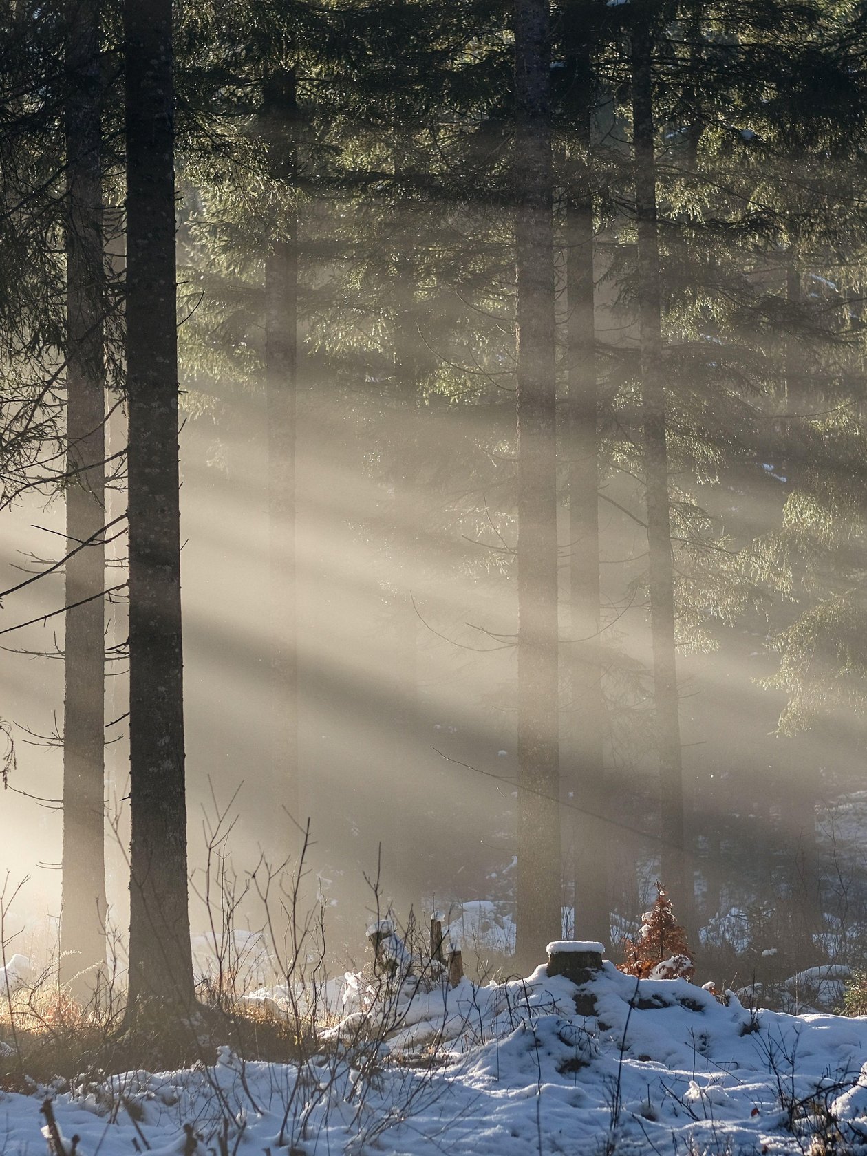 Winterliche Waldszene mit Sonnenstrahlen, die durch hohe Bäume fallen und den Schnee beleuchten.