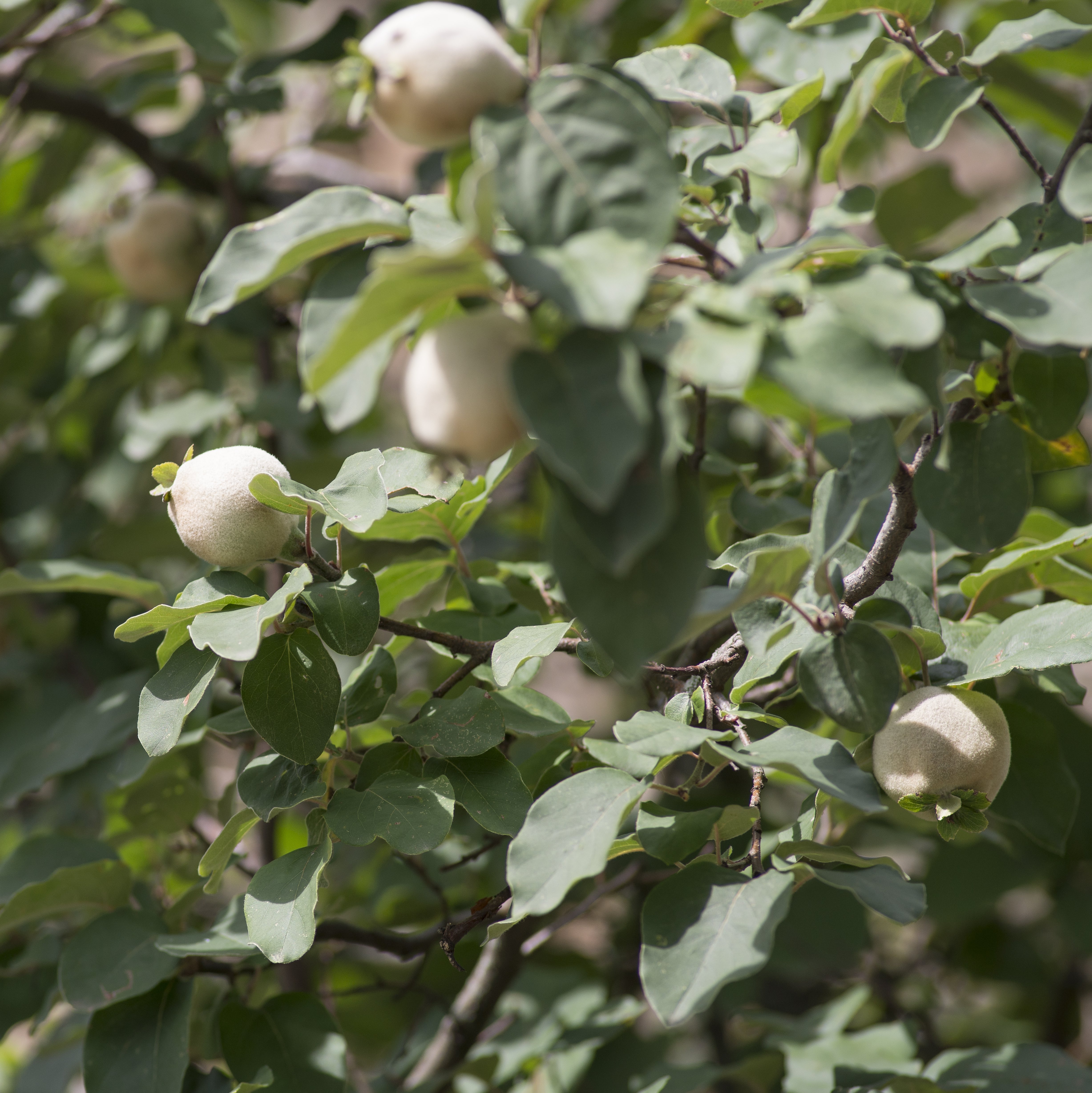Quittenbaum mit fruchtenden Quitten und üppigen grünen Blättern in der Natur zu sehen