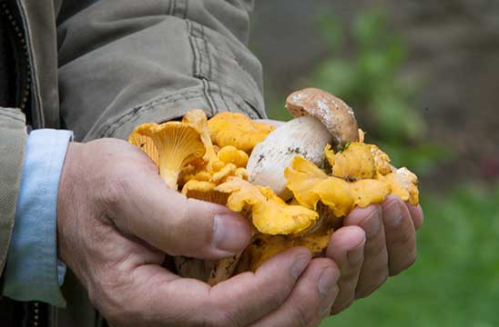 mushrooms from the wood