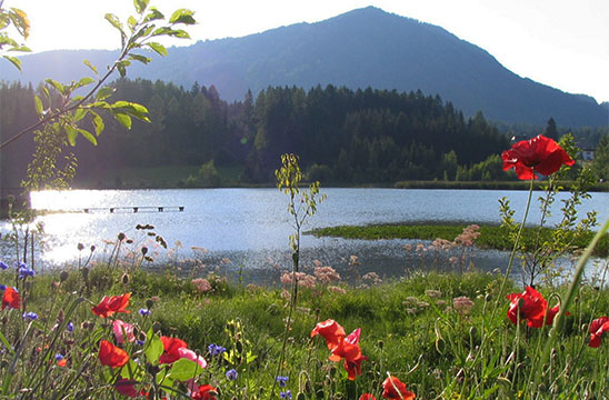 Grasluppteich in Zeutschach