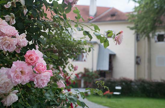Rosen im Garten des Hotel Pichlschlosses