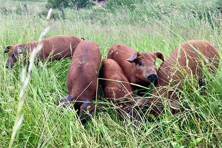 Die Duroc-Schweine mitten in der Wiese