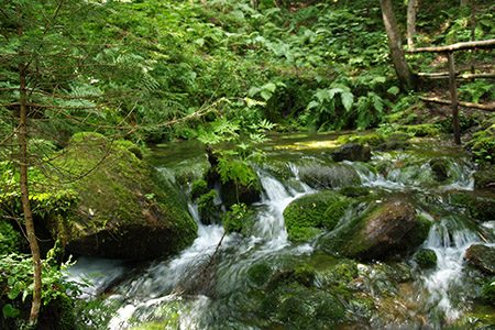 Blick auf die Ursprungsquelle mitten auf dem Waldboden